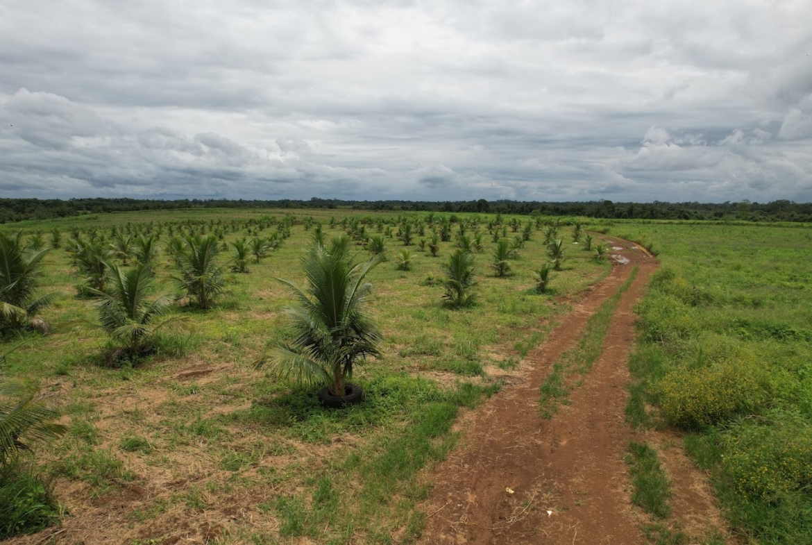 Fincas en San Carlos
